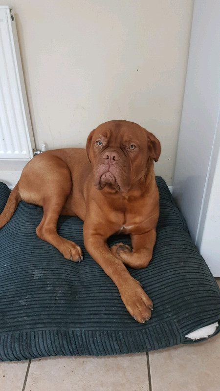 dogue de bordeaux for sale gumtree